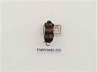 藏品(大橫紋芫菁)的圖片